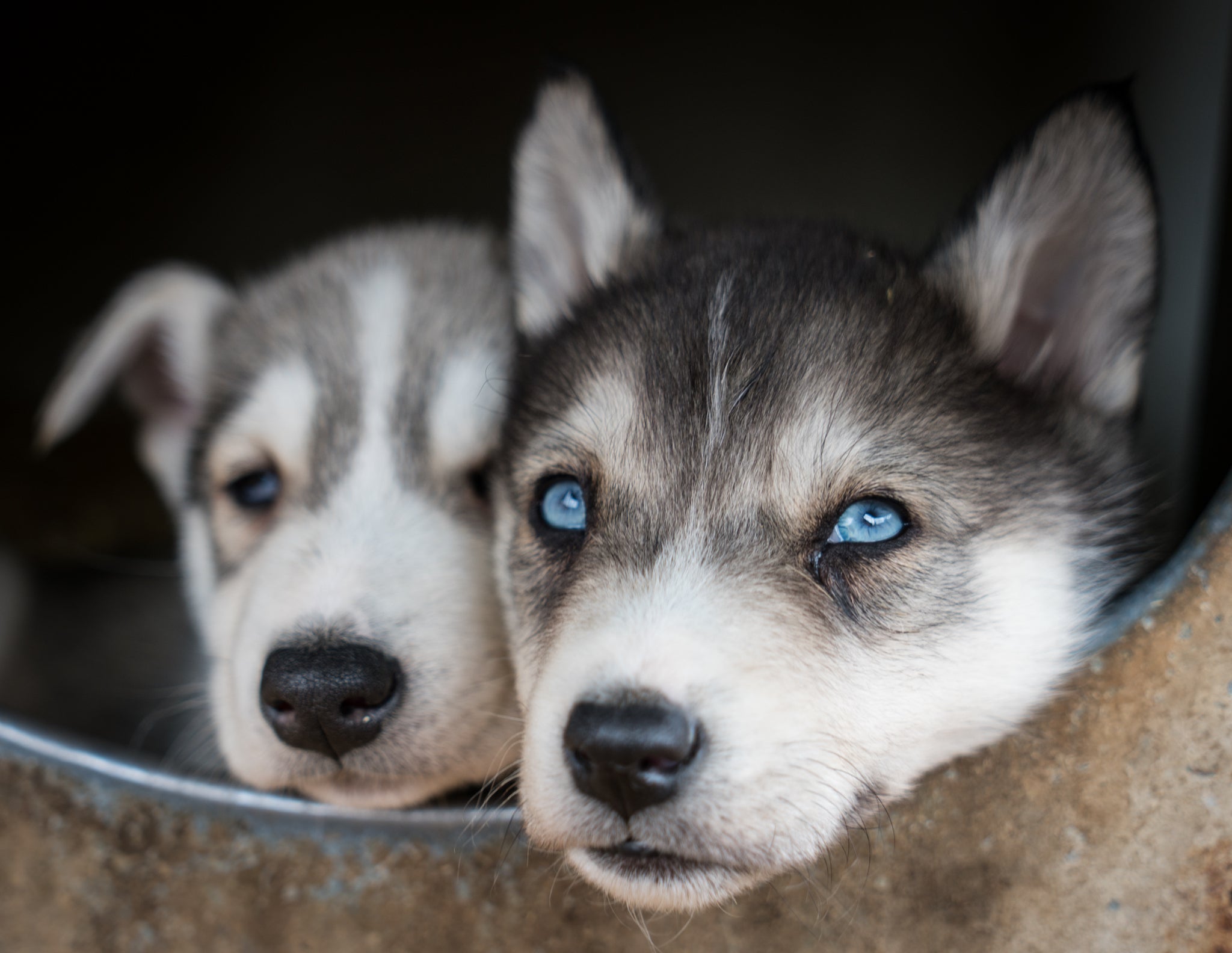 Blackcomb Dogsled (Whistler B.C)