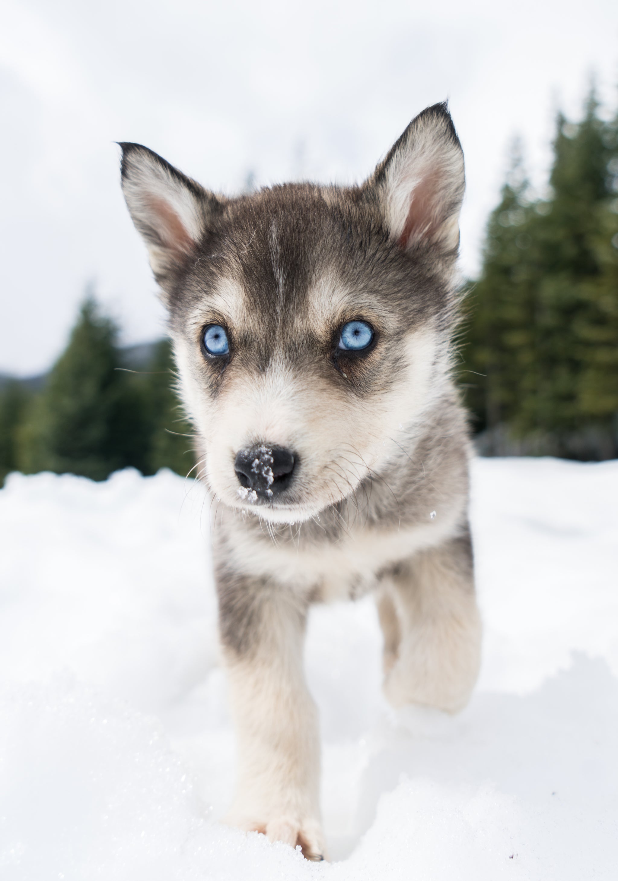 Blackcomb Dogsled (Whistler B.C)