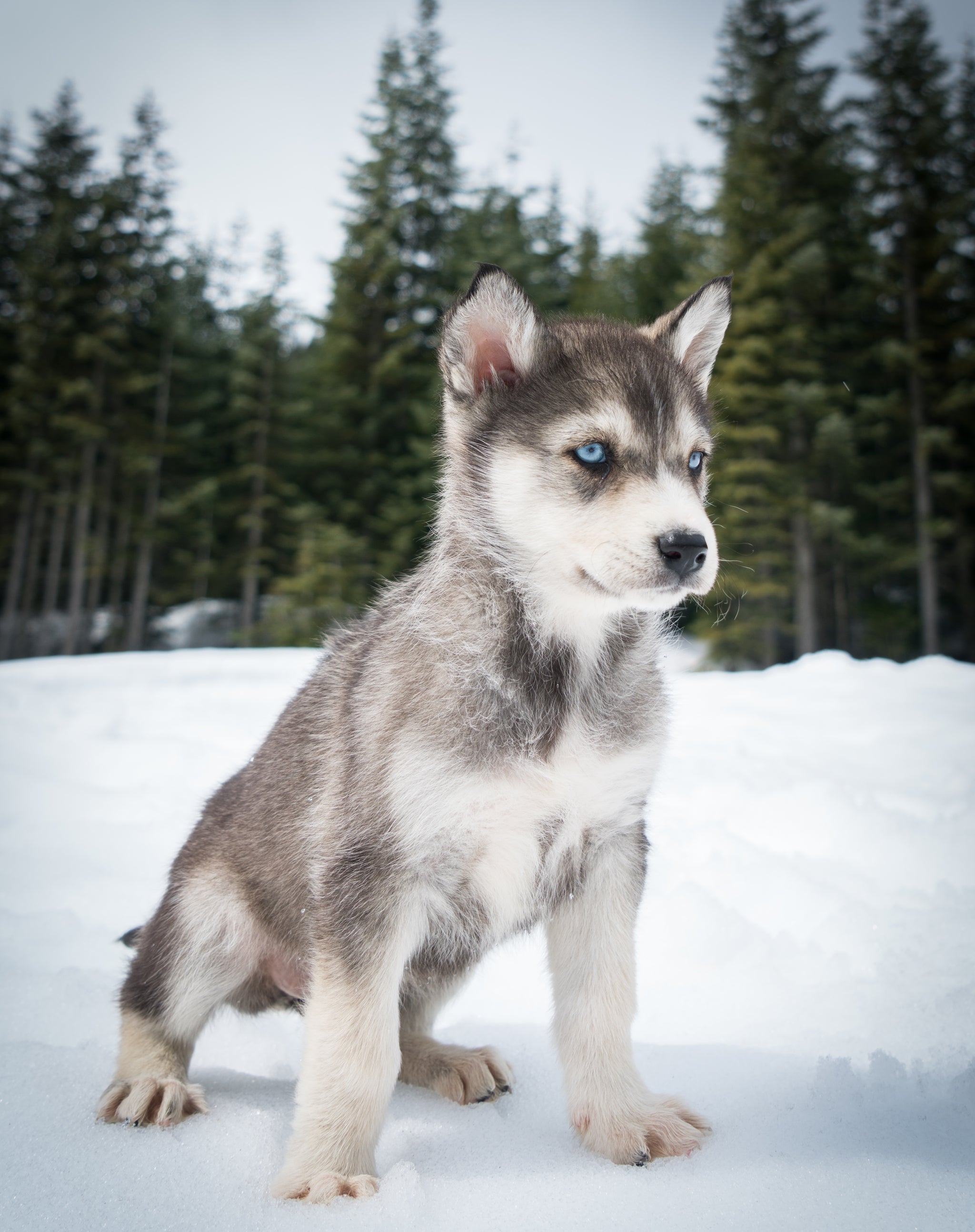 Blackcomb Dogsled (Whistler B.C)