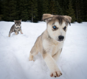 Blackcomb Dogsled (Whistler B.C)