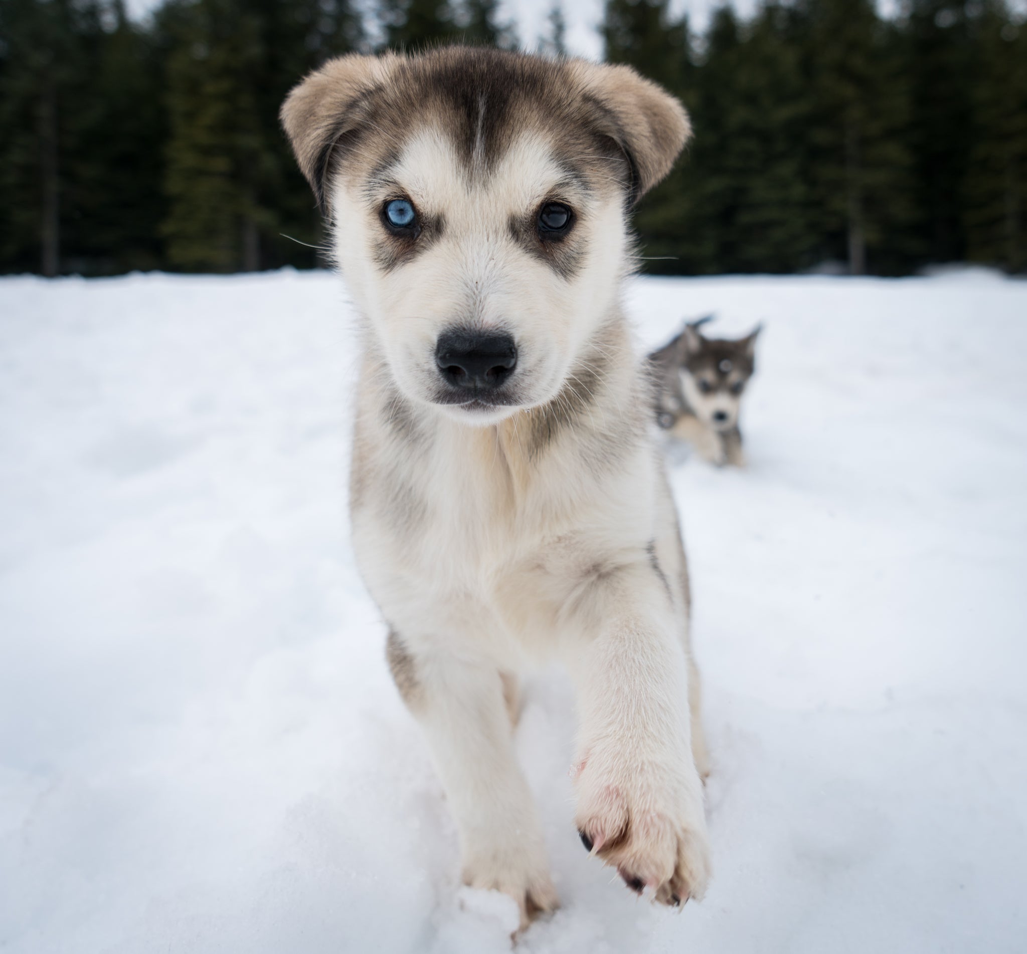 Blackcomb Dogsled (Whistler B.C)