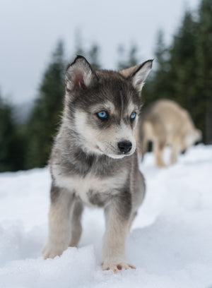 Blackcomb Dogsled (Whistler B.C)