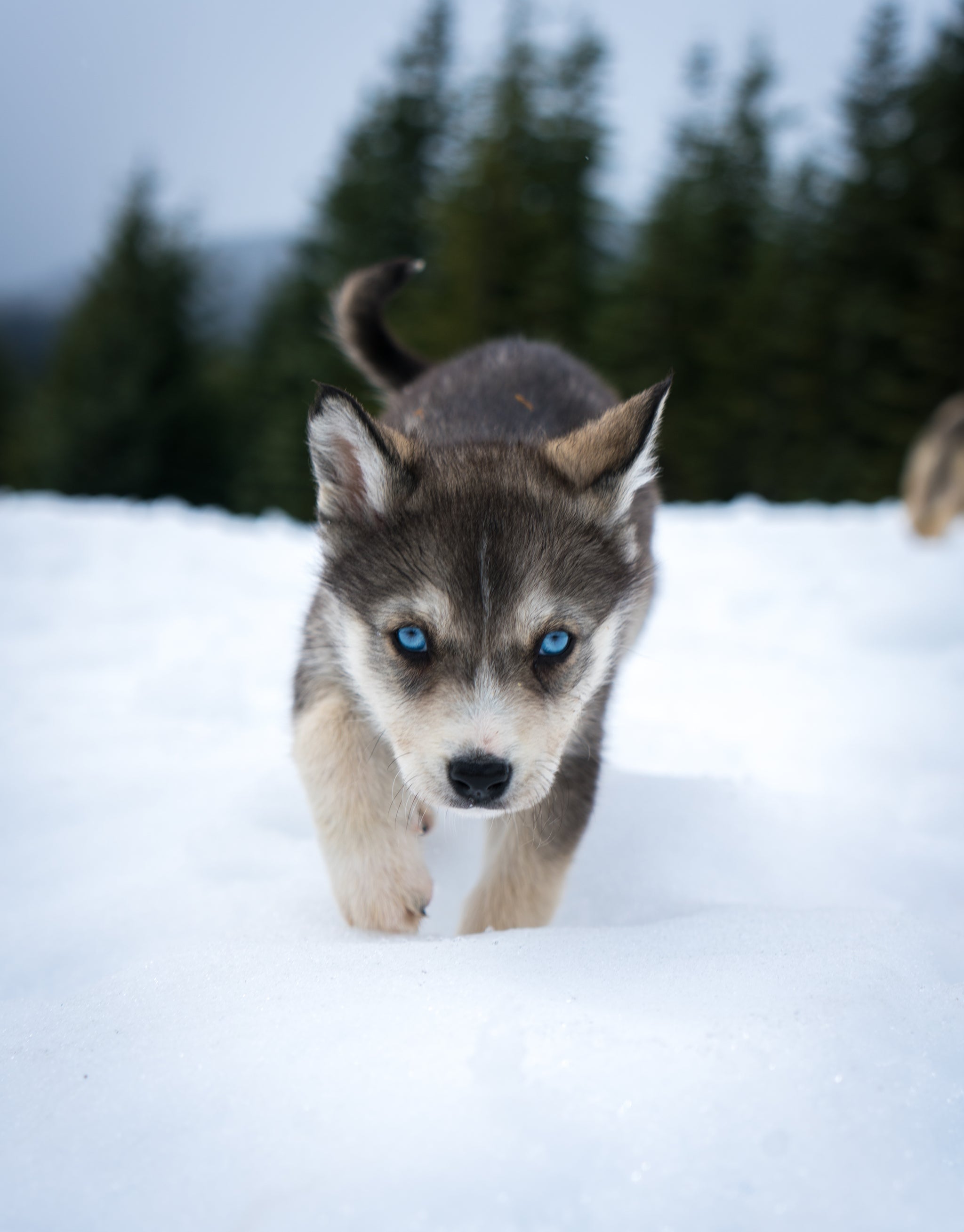 Blackcomb Dogsled (Whistler B.C)