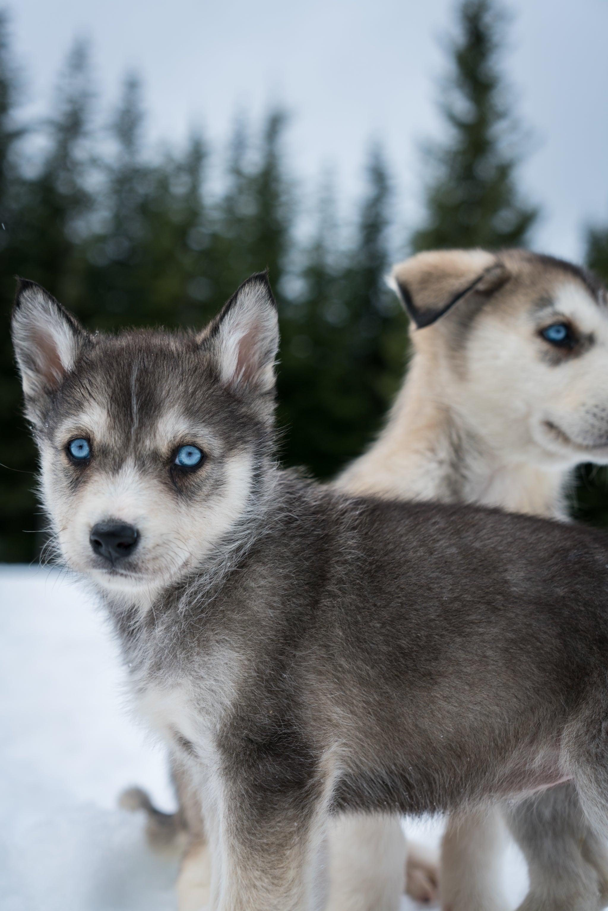 Blackcomb Dogsled (Whistler B.C)