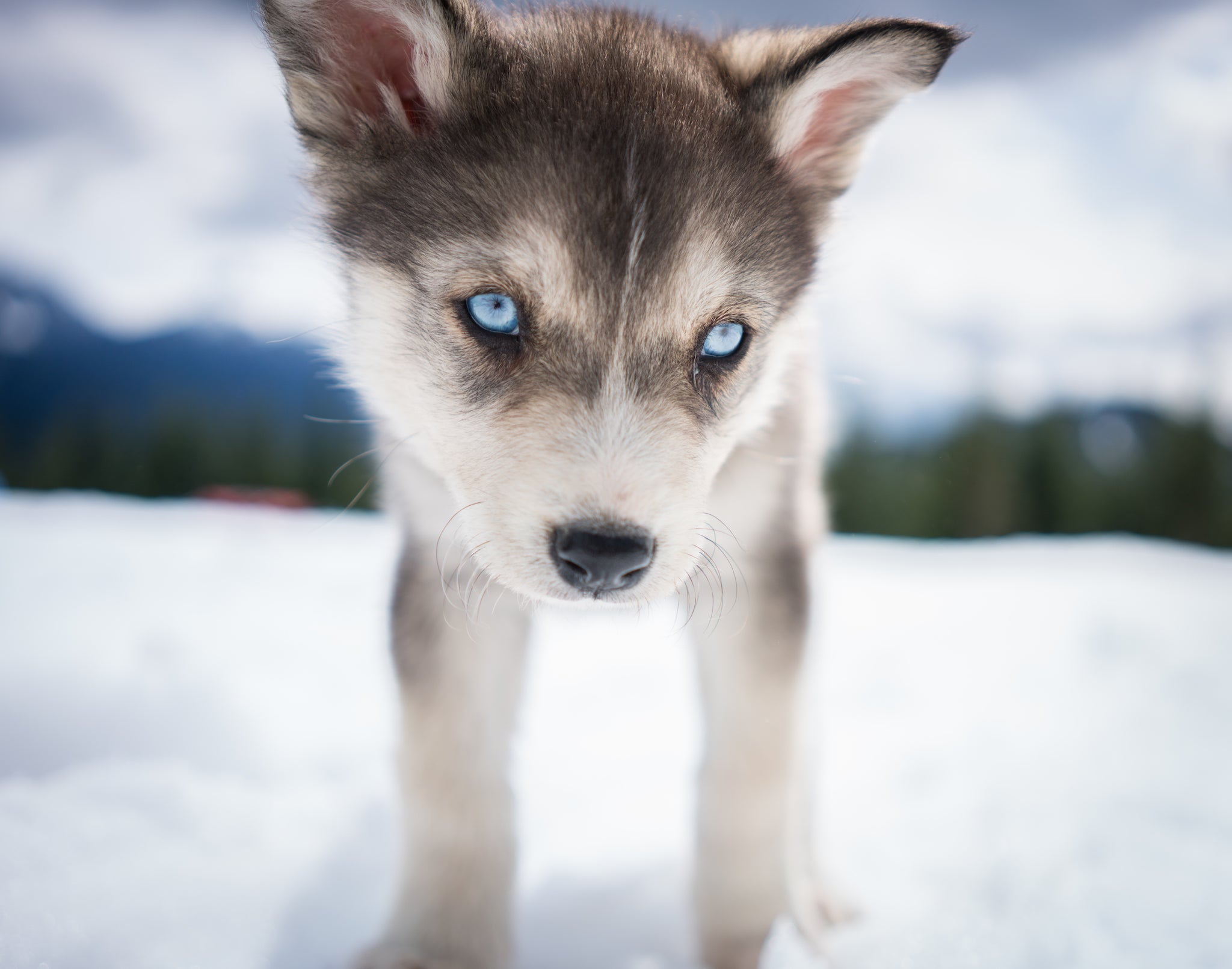 Blackcomb Dogsled (Whistler B.C)